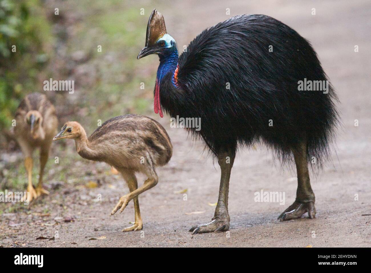 Cassowary meridionale maschio con pulcini Foto Stock