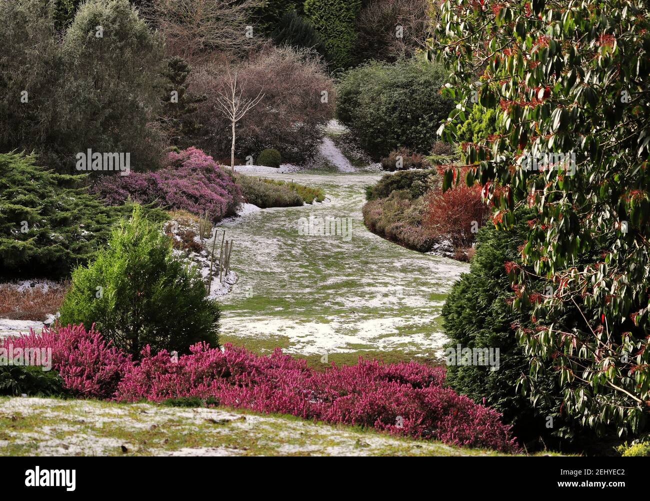 giardino inglese coperto di neve leggera in inverno con erica colorata Foto Stock