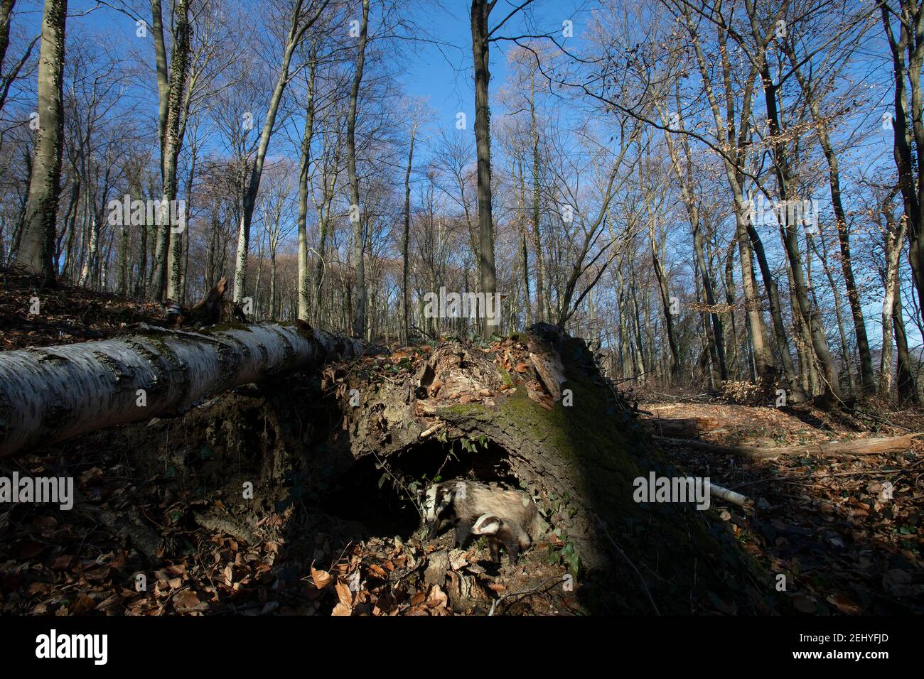 badgers nei boschi con un cielo blu sotto a. moncone Foto Stock