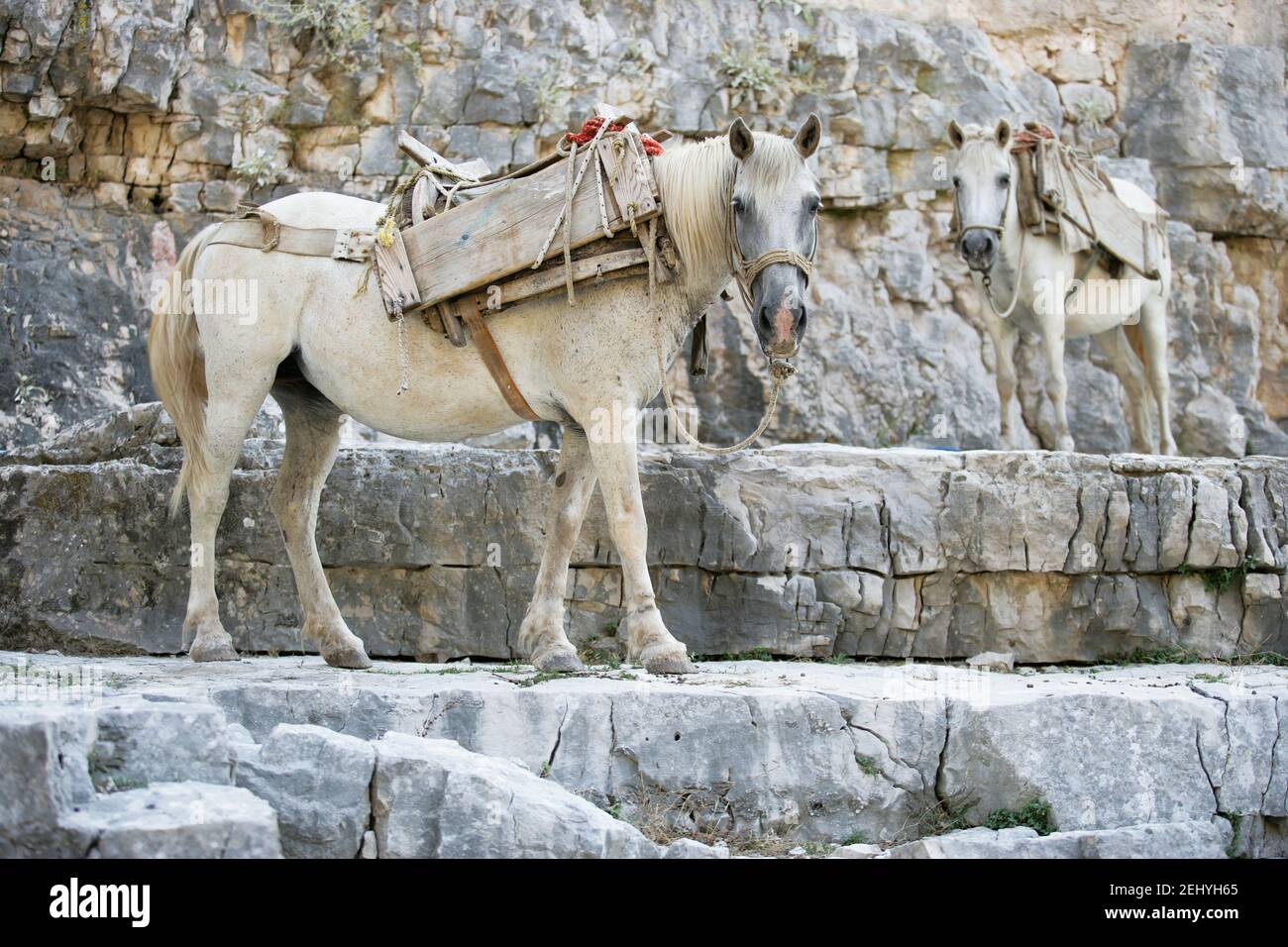 Due cavalli bianchi con selle di legno su di loro Stanging on Un pavimento in pietra rocciosa Foto Stock