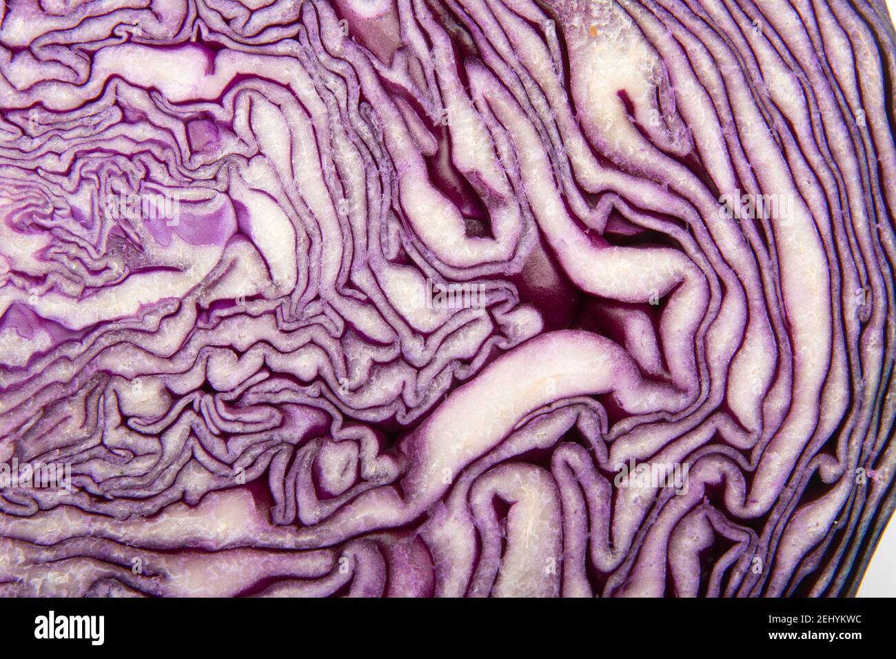 Intricati motivi di cavolo viola che mostrano texture naturali e colori vivaci in una vista ravvicinata Foto Stock