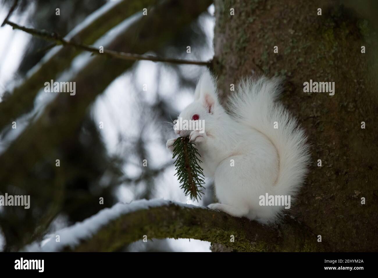 Scoiattolo rosso eurasiatico (Sciurus vulgaris) forma albina nella Finlandia selvaggia Foto Stock