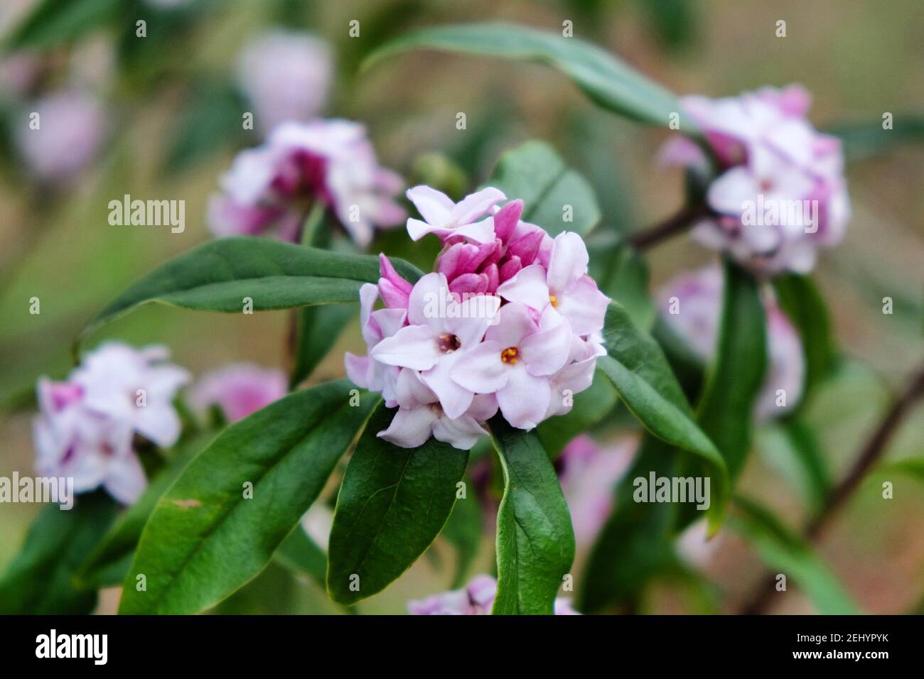 Daphne bholua, la carteria nepalese, in fiore Foto Stock