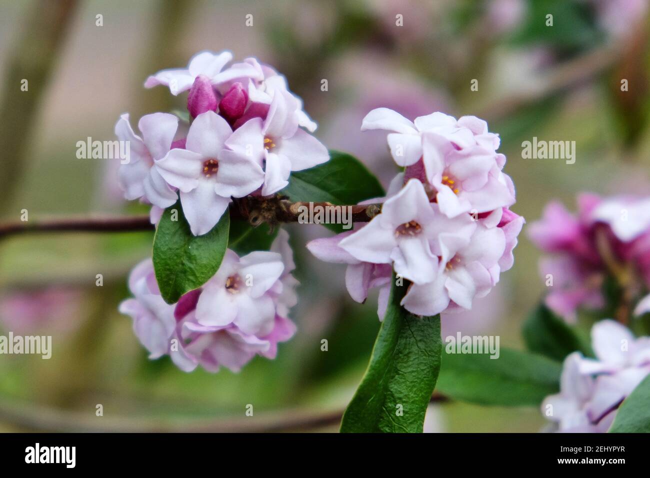 Daphne bholua, la carteria nepalese, in fiore Foto Stock