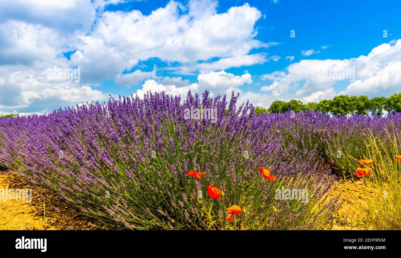 Fiori di lavanda e foraggio di api, in un campo, in Provenza, Francia Foto Stock