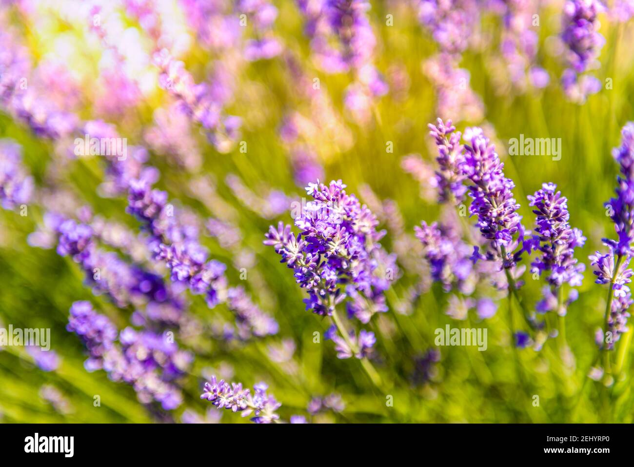 Fiori di lavanda e foraggio di api, in un campo, in Provenza, Francia Foto Stock