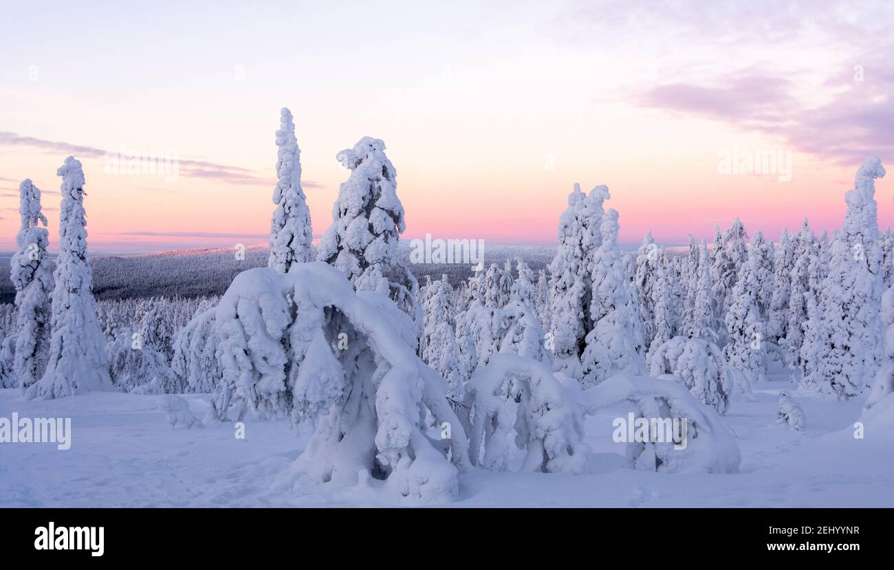 Alberi innevati e cadde in Lapponia, Finlandia Foto Stock