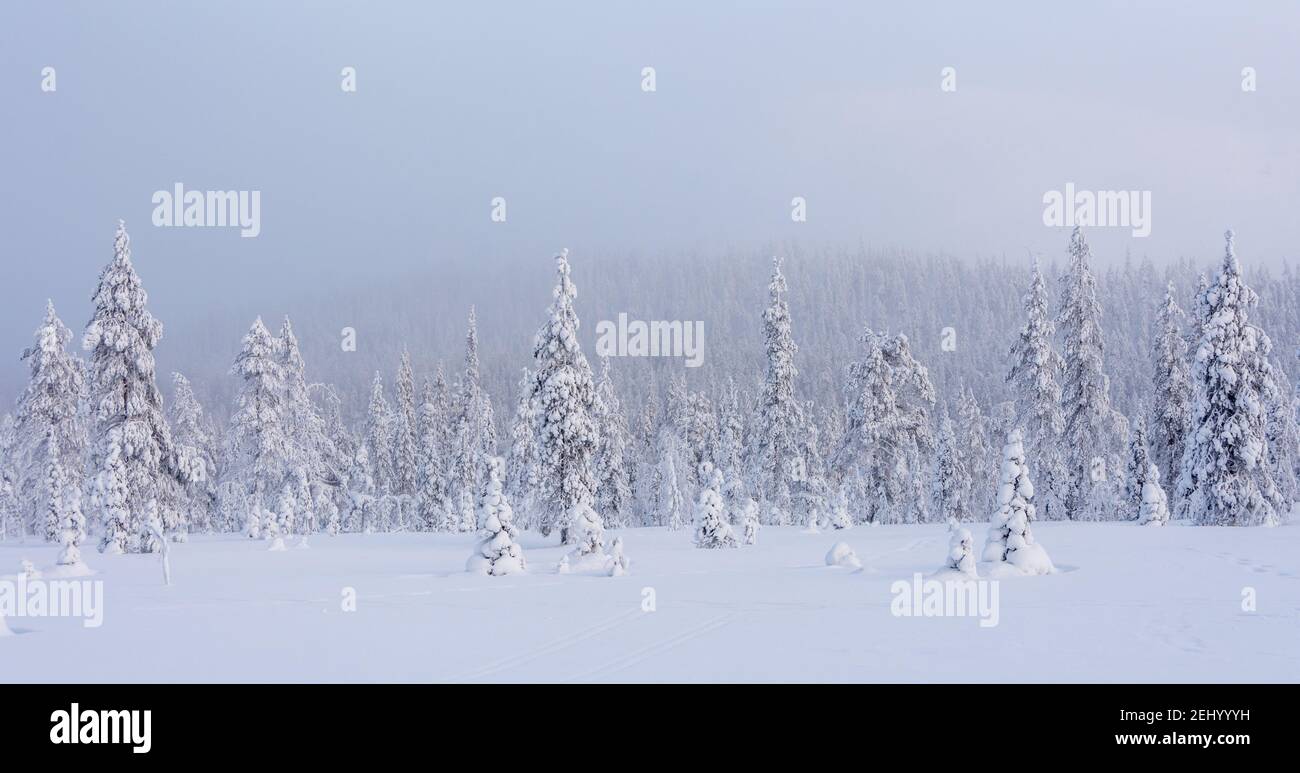 Alberi innevati e cadde in Lapponia, Finlandia Foto Stock