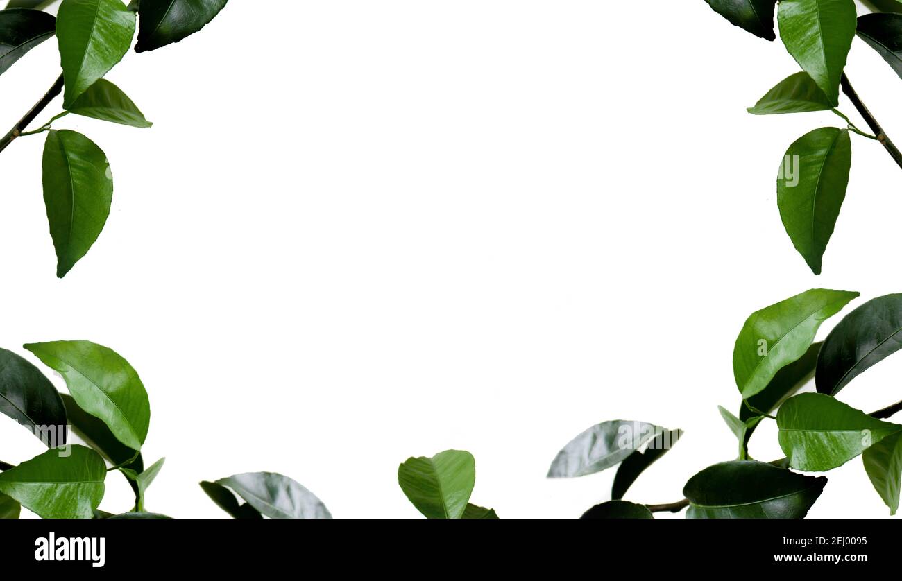 Rami con foglie di versamento tangerine isolate su sfondo bianco.cornice foglia su sfondo bianco Foto Stock
