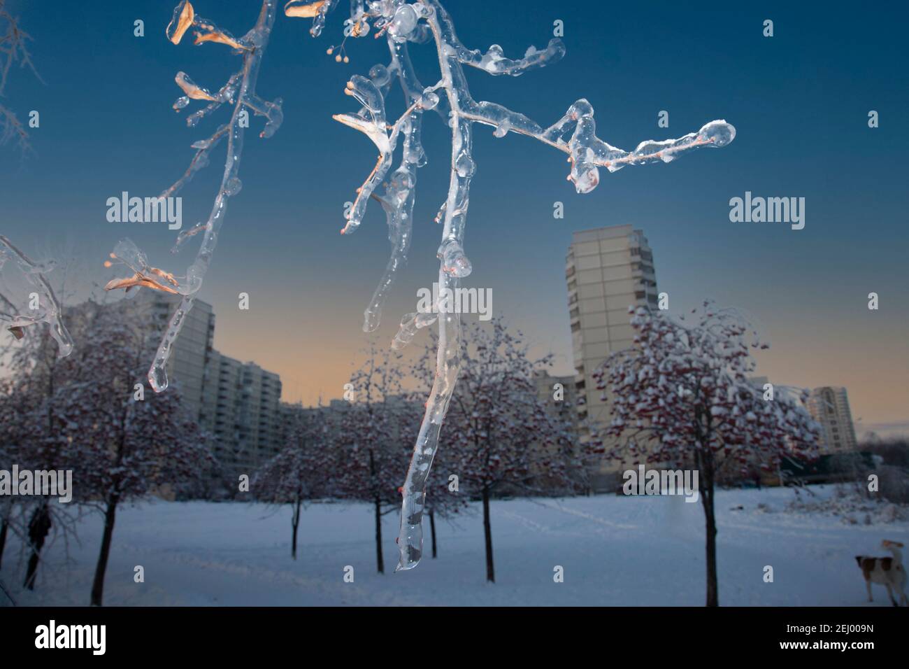 ramo di albero congelato dopo pioggia ghiacciata. Tempo di pre-rollato. Cielo blu chiaro. Foto Stock