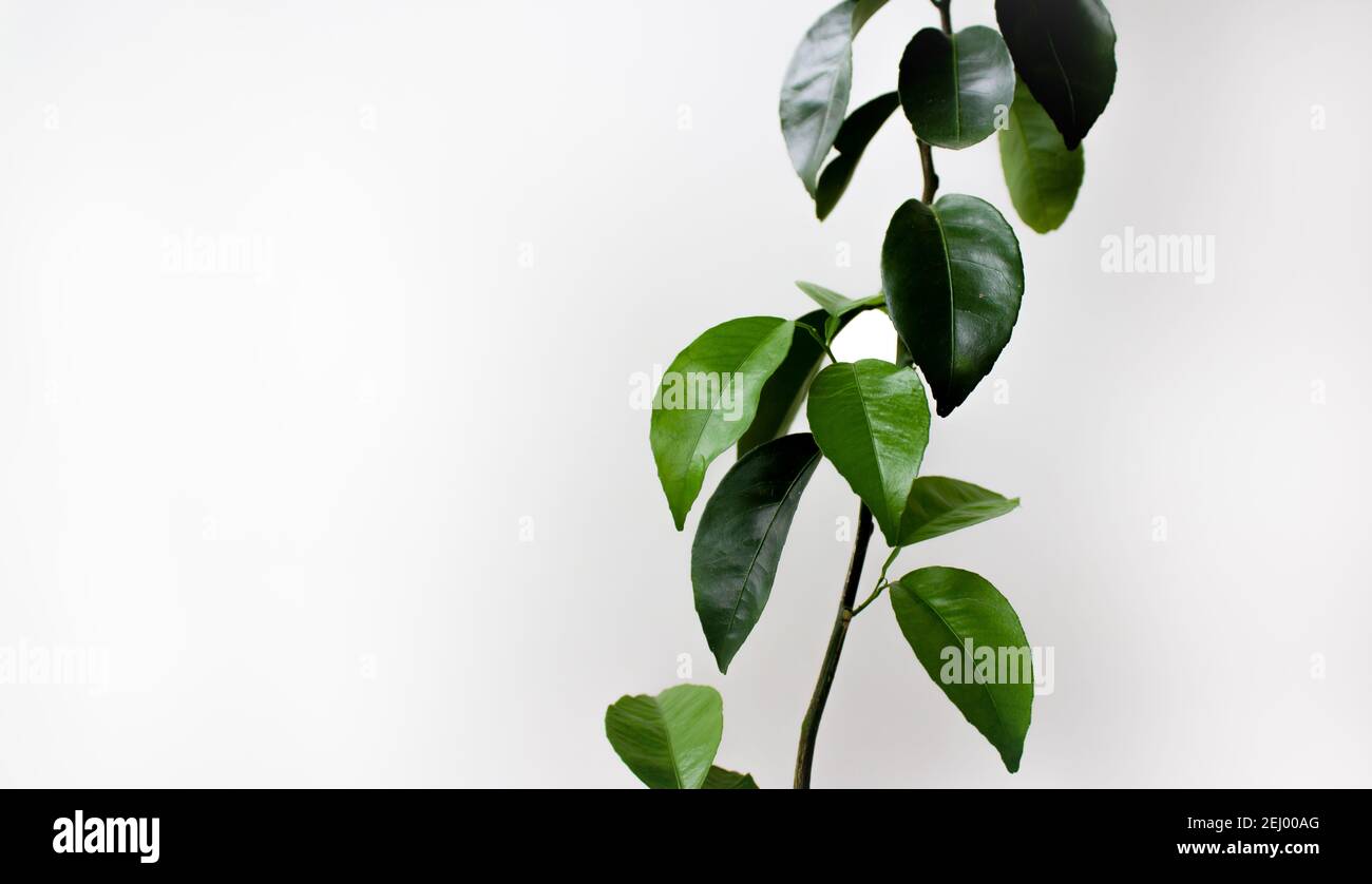 Ramo mandarino con foglie verdi su sfondo bianco. Posiziona per il testo. Foto Stock