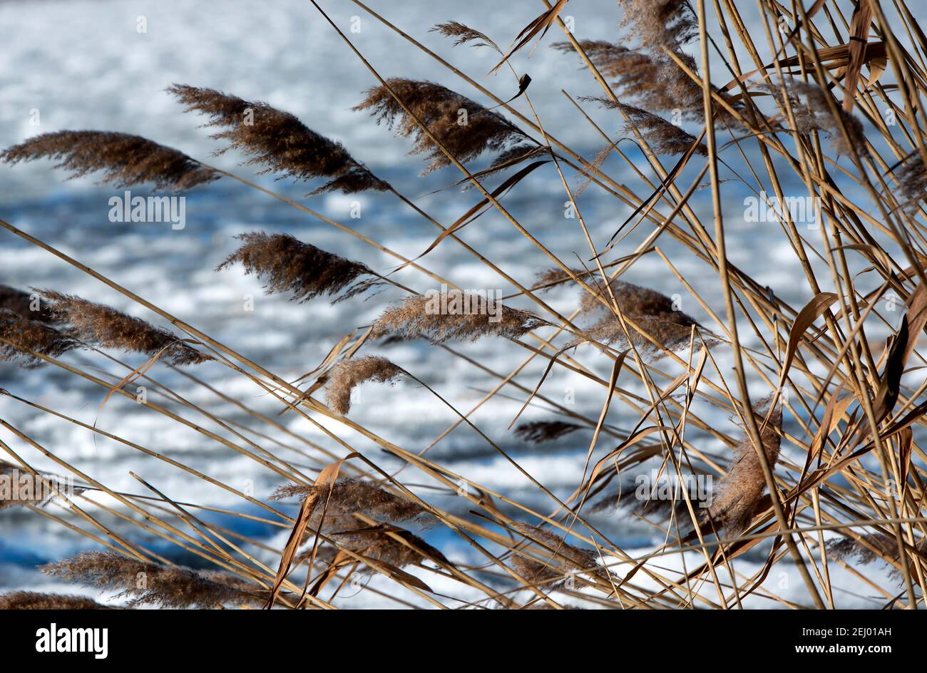 Canne al lago Balaton in inverno, Ungheria Foto Stock