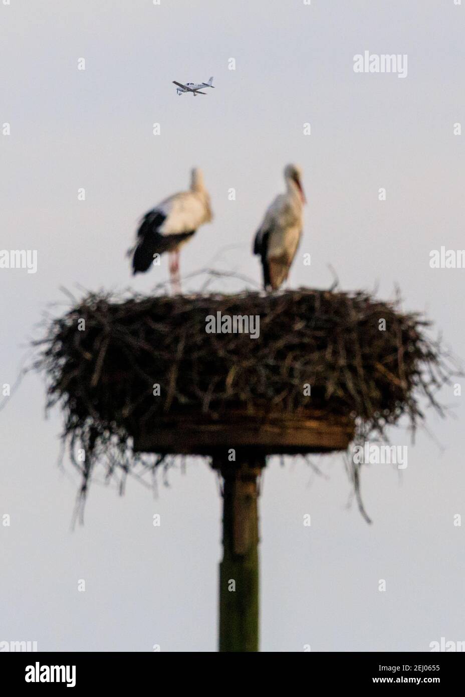 Dülmen, NRW, Germania, 20 febbraio 2021. Un piccolo velivolo sorvola le due cicogne bianche nel loro nido. I primi segni di primavera arrivano come un paio di cicogne bianche (Ciconia ciconia) sono tornati questa settimana da inverno in Africa per trovare nidi e mate. Gli uccelli migratori sono monogami, spesso ritornano allo stesso luogo di nidificazione di un paio per molti anni. Questa coppia è stata ingaggiata per tenere traccia della migrazione annuale. Foto Stock