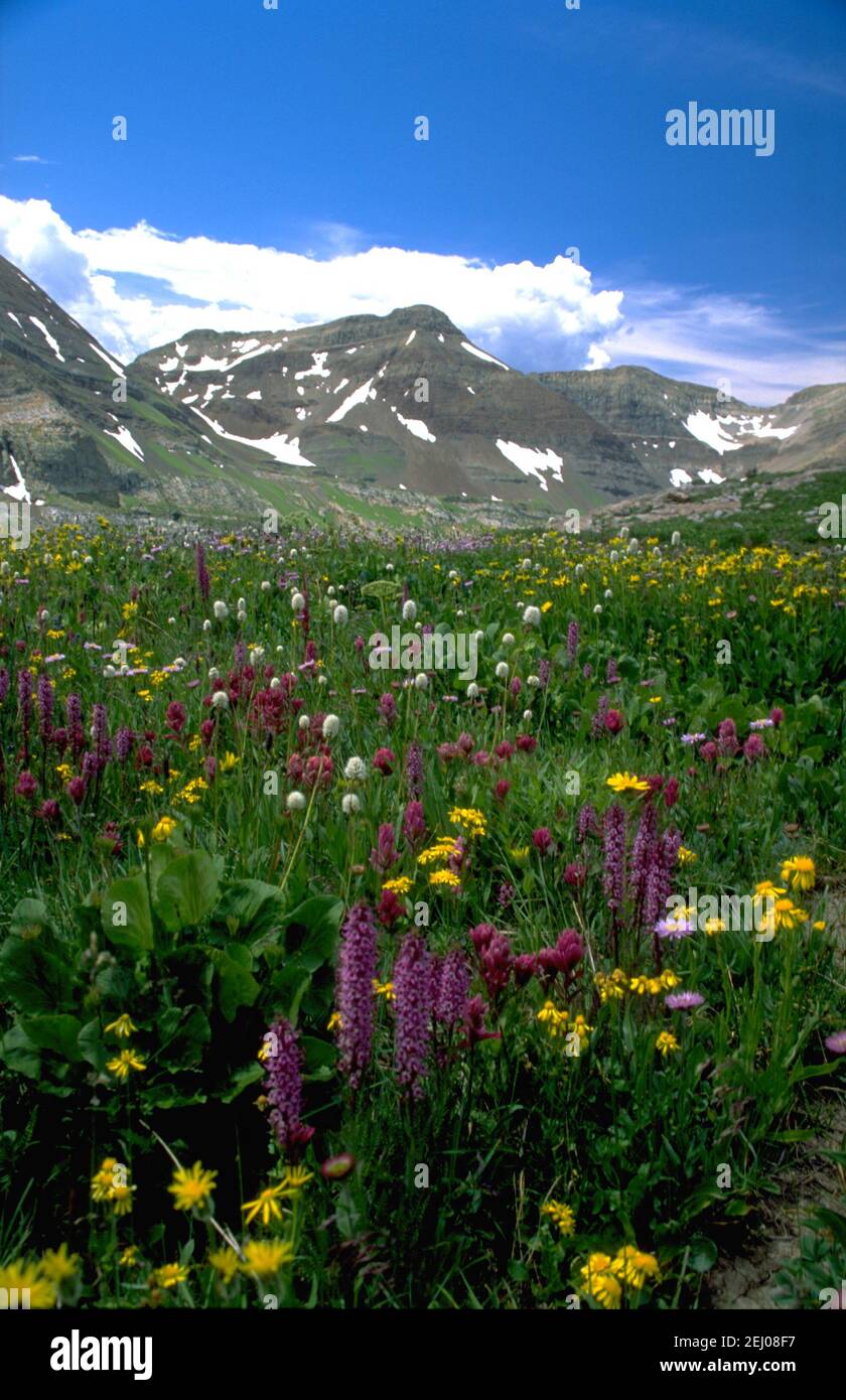 Fiori selvatici, Butte crestato, Colorado Foto Stock