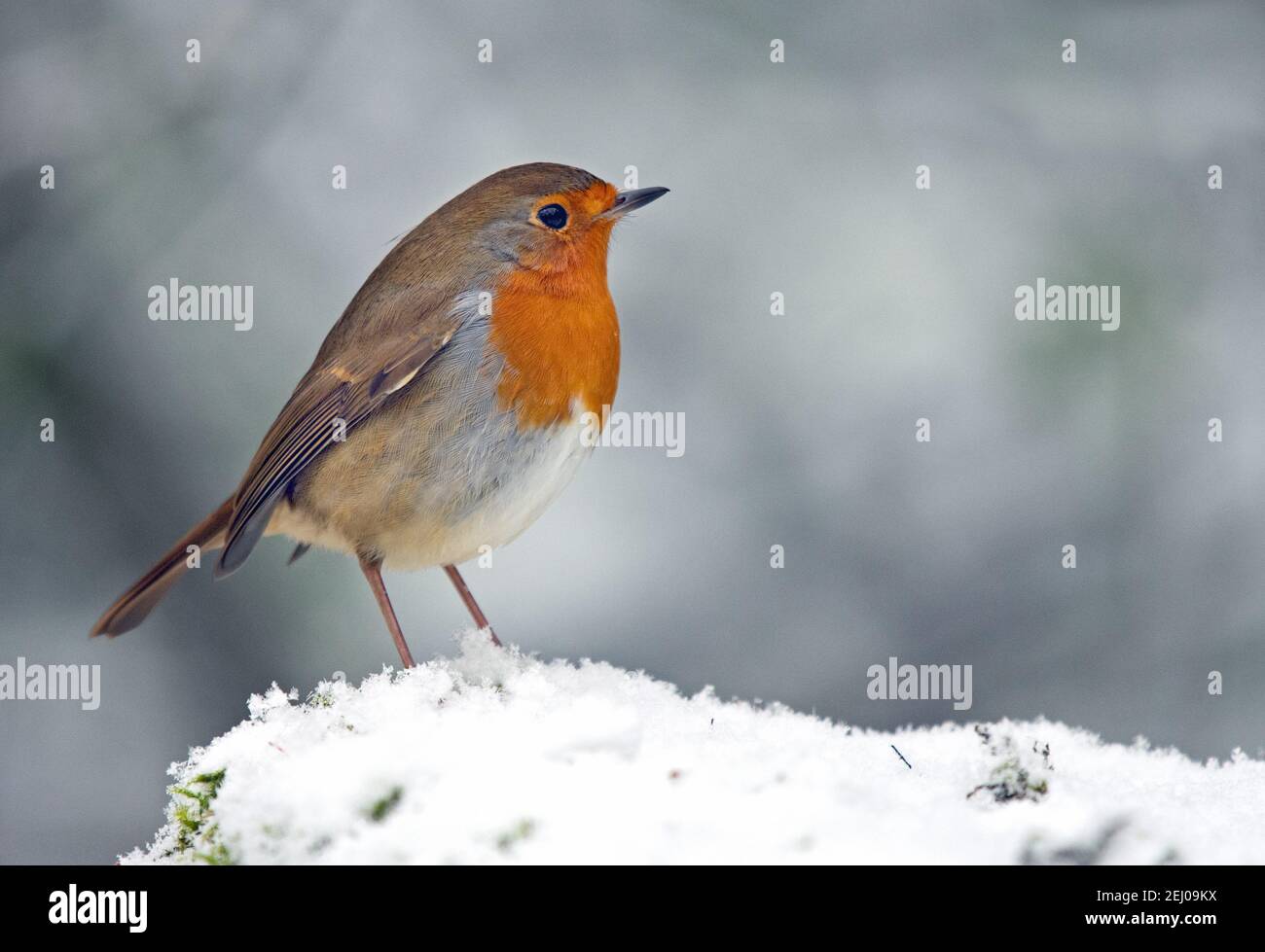Europeo Robin in in piedi nella neve Foto Stock