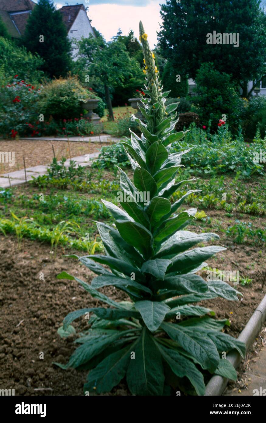 Mullein comune (Verbascum thapsus ) Foto Stock