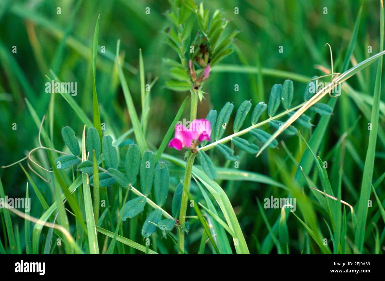 Comune vetch Surrey Inghilterra Foto Stock