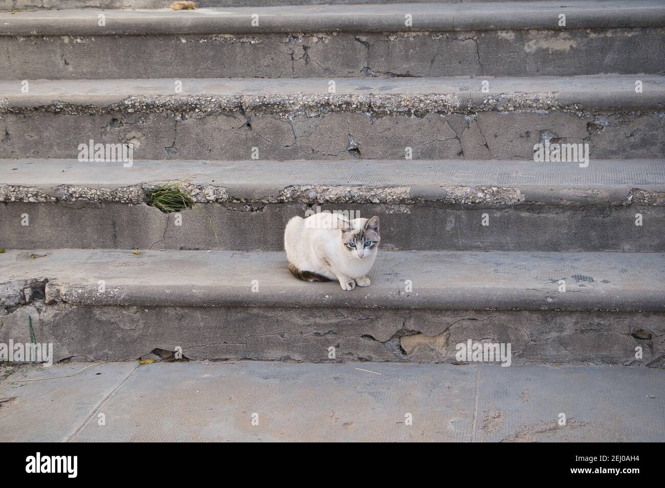 gatti randagi sulle scale nella strada vari gatti Foto Stock