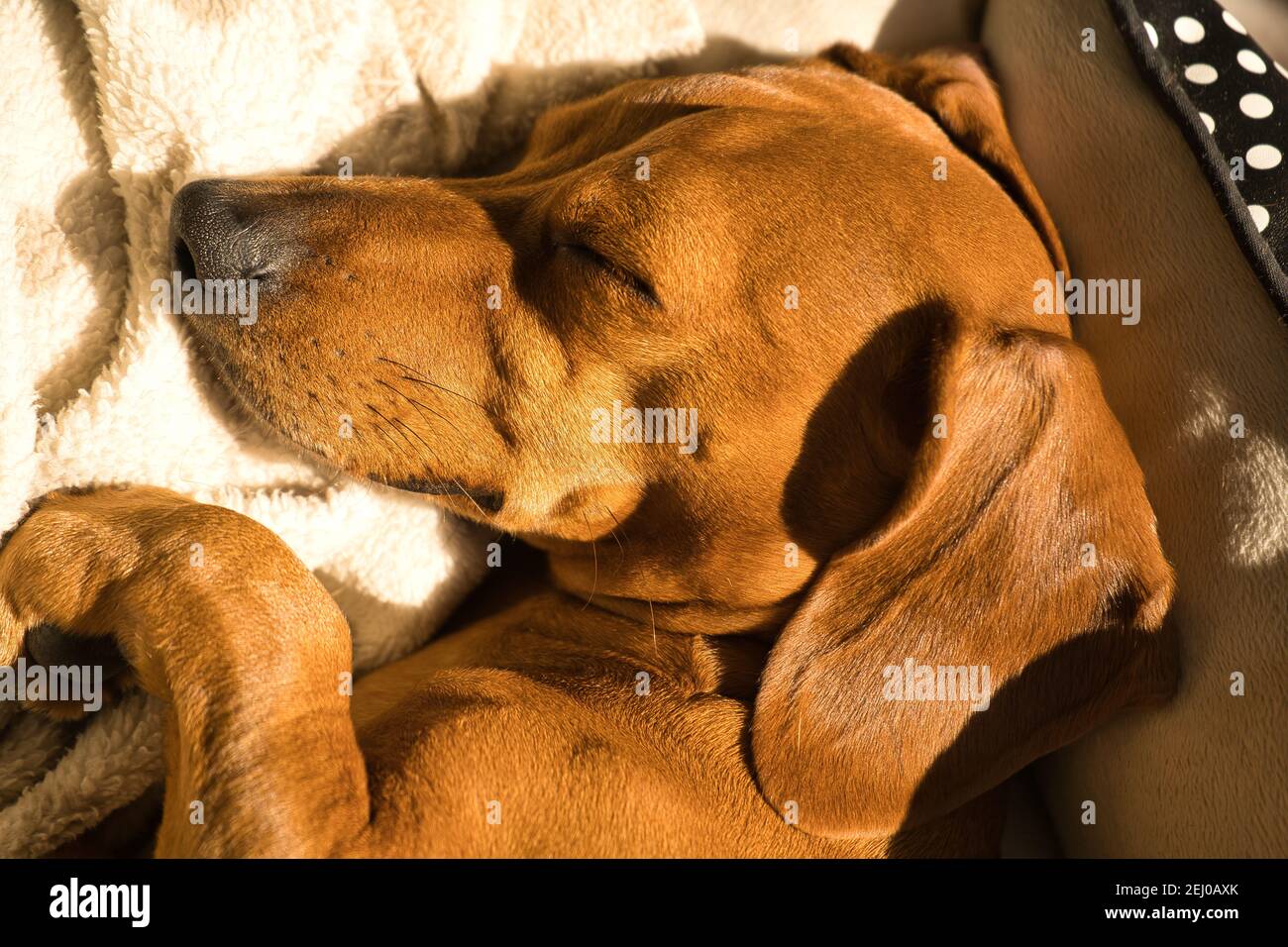Bellissimo cane dachshund purebred, chiamato anche un teckel, cane viennese, o cane salsiccia, che pende su un letto di cane. Cane che dorme Foto Stock
