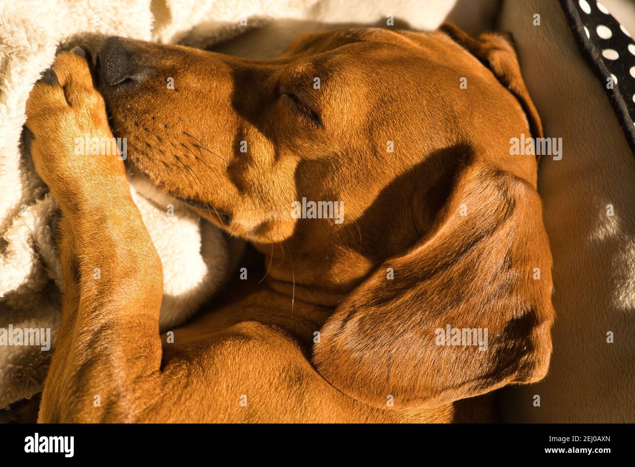 Bellissimo cane dachshund purebred, chiamato anche un teckel, cane viennese, o cane salsiccia, che pende su un letto di cane. Cane che dorme Foto Stock