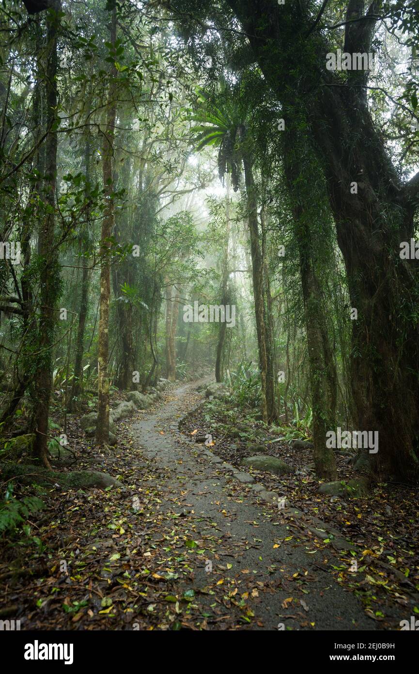 Sentiero attraverso la foresta pluviale di Gondwana, il Monte Mumdjin, il Parco Nazionale di Springbrook, Queensland, Australia. Foto Stock