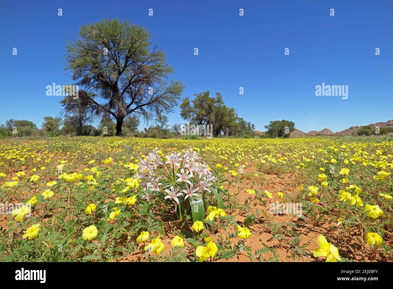 Paesaggio panoramico con fiori gialli di Tribulus zeyheri, Namibia meridionale Foto Stock