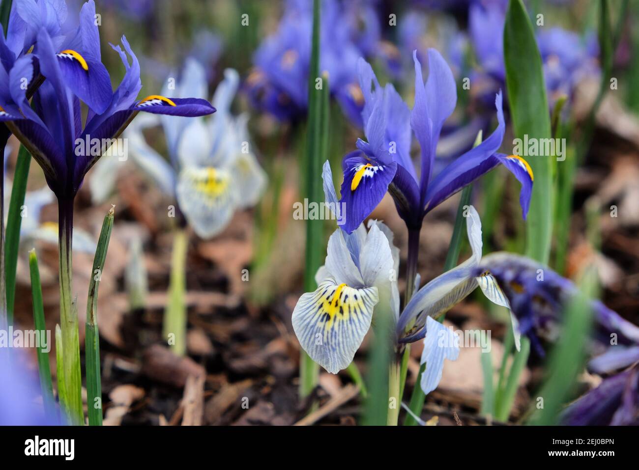 Iris 'Eye Catcher' reticulata in fiore Foto Stock
