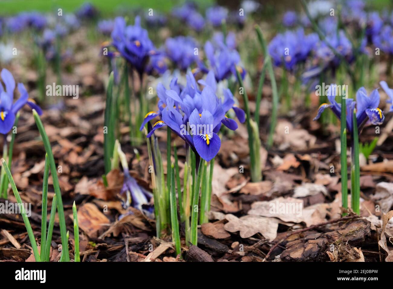 Iris 'Eye Catcher' reticulata in fiore Foto Stock