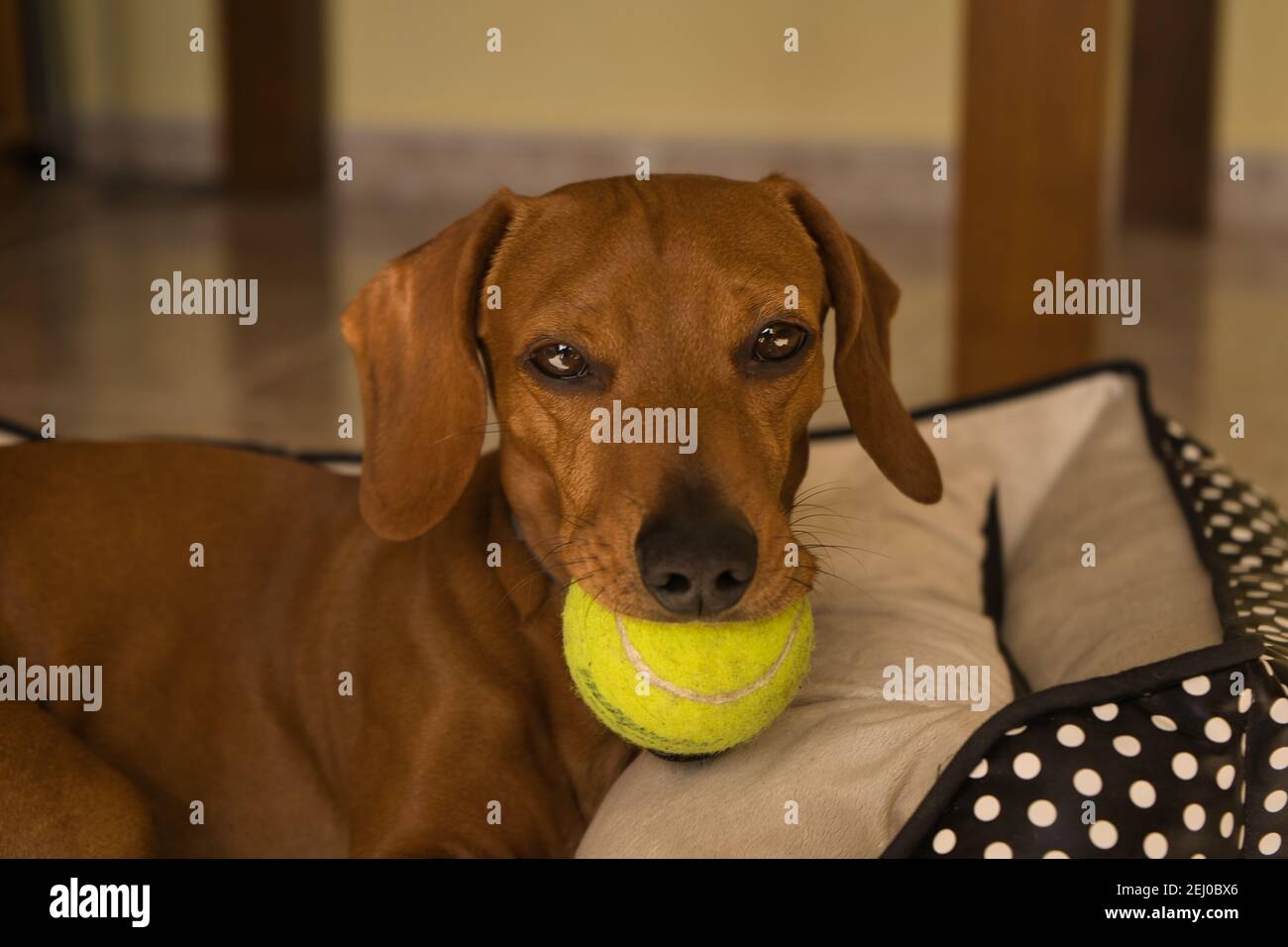 Bellissimo cane dachshund purebred, chiamato anche un dachshund, cane viennese, o cane salsiccia, giocando con una palla da tennis gialla. Cane che gioca Foto Stock
