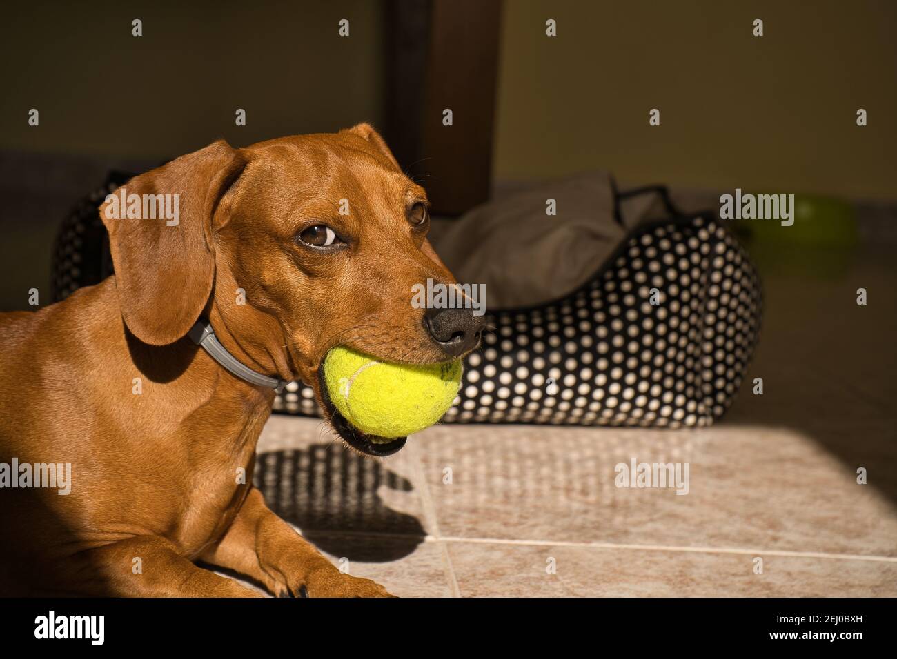 Bellissimo cane dachshund purebred, chiamato anche un dachshund, cane viennese, o cane salsiccia, giocando con una palla da tennis gialla. Cane che gioca Foto Stock