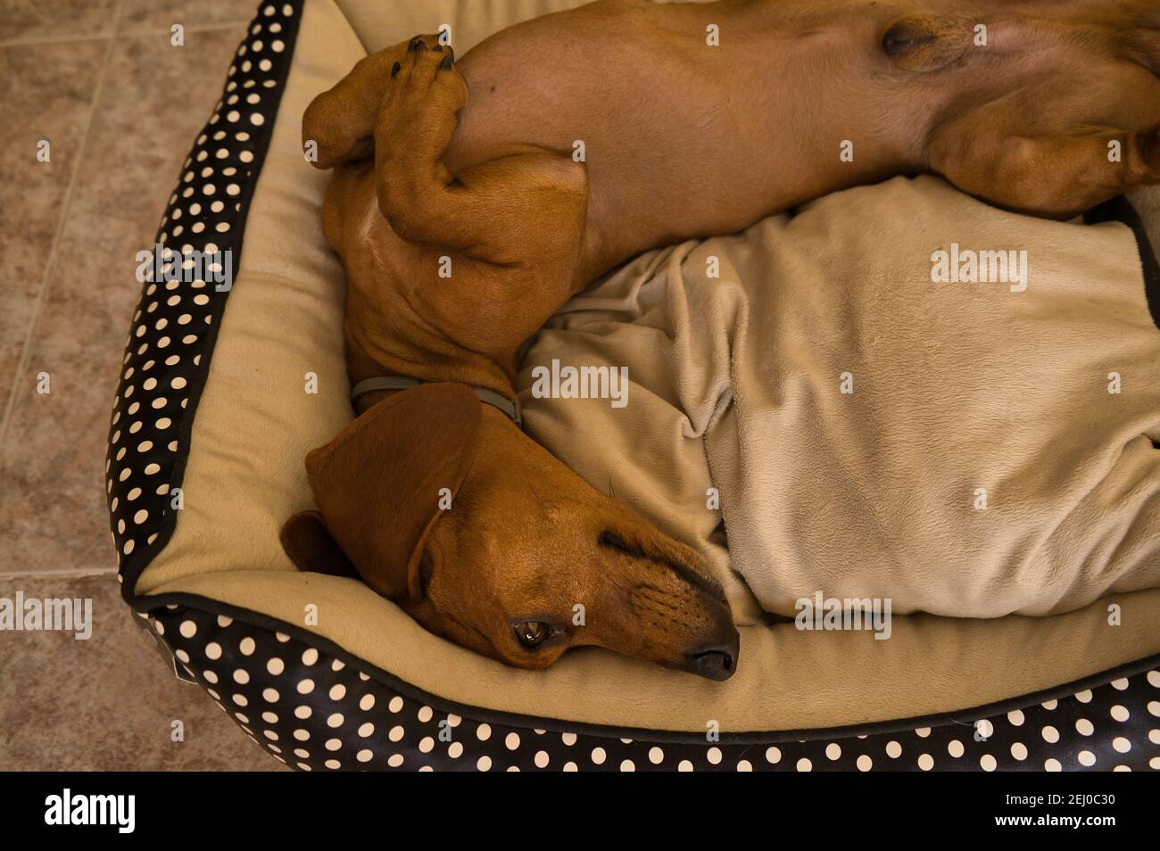 Bellissimo cane dachshund purebred, chiamato anche un teckel, cane viennese, o cane salsiccia, che pende su un letto di cane. Cane che dorme Foto Stock