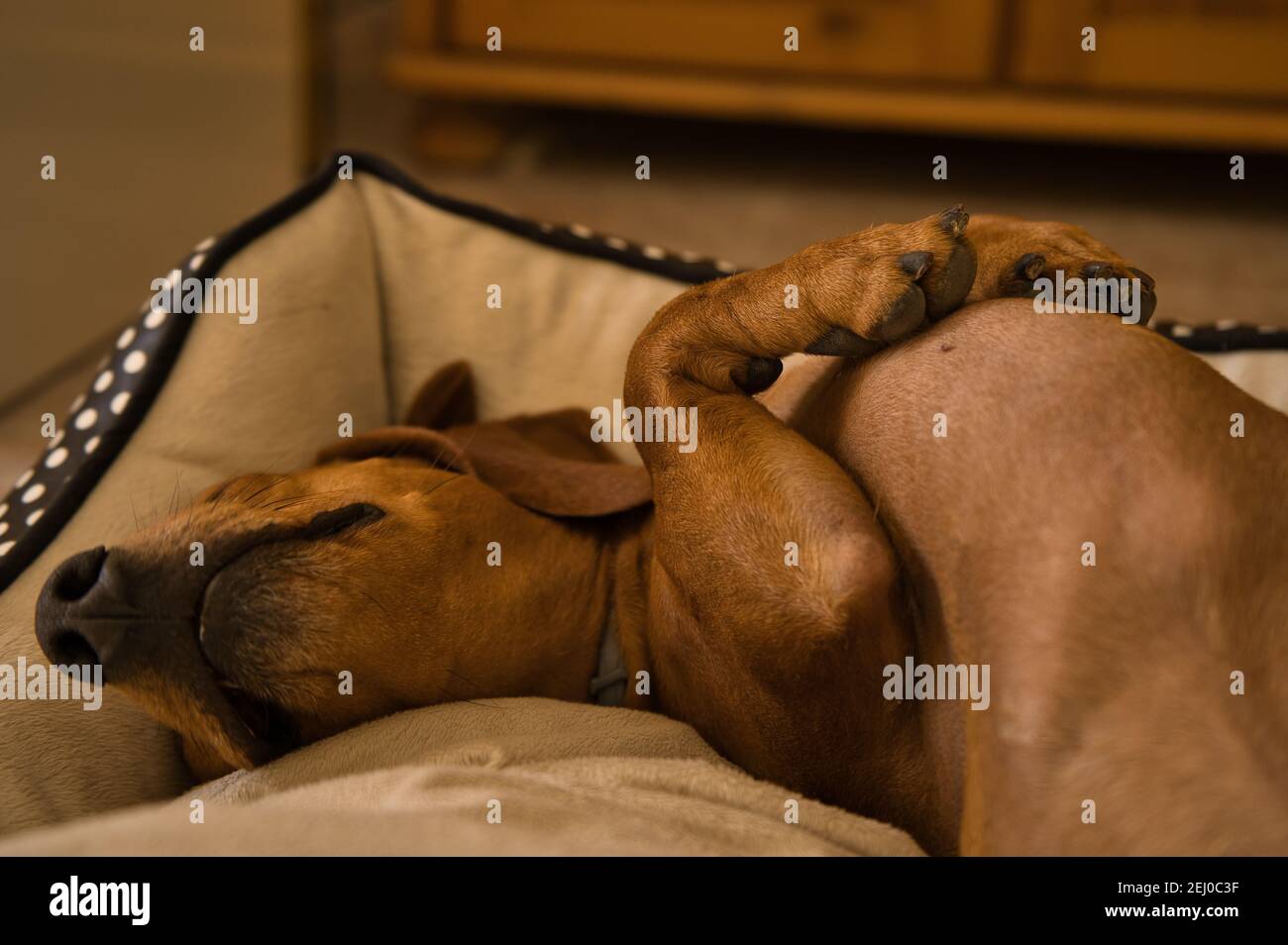 Bellissimo cane dachshund purebred, chiamato anche un teckel, cane viennese, o cane salsiccia, che pende su un letto di cane. Cane che dorme Foto Stock