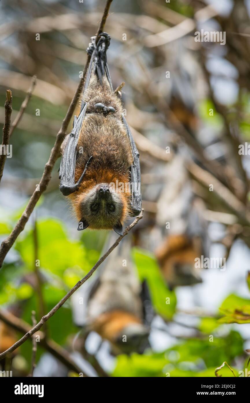 Volpe con testa grigia (Pteropus poliocephalus), Riserva dell'Isola di Bellingen (Isola di Bat), Bellingen, nuovo Galles del Sud, Australia. Foto Stock