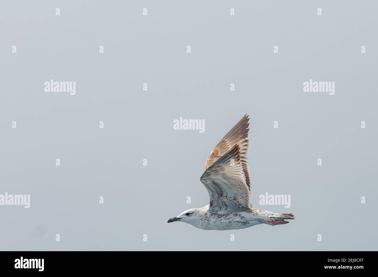 Un Seagull Glides alto nel cielo Foto Stock