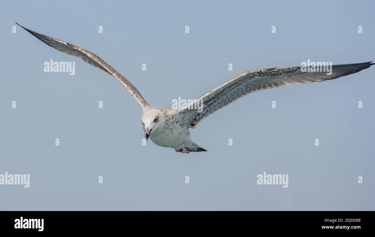 Un Seagull Glides alto nel cielo Foto Stock