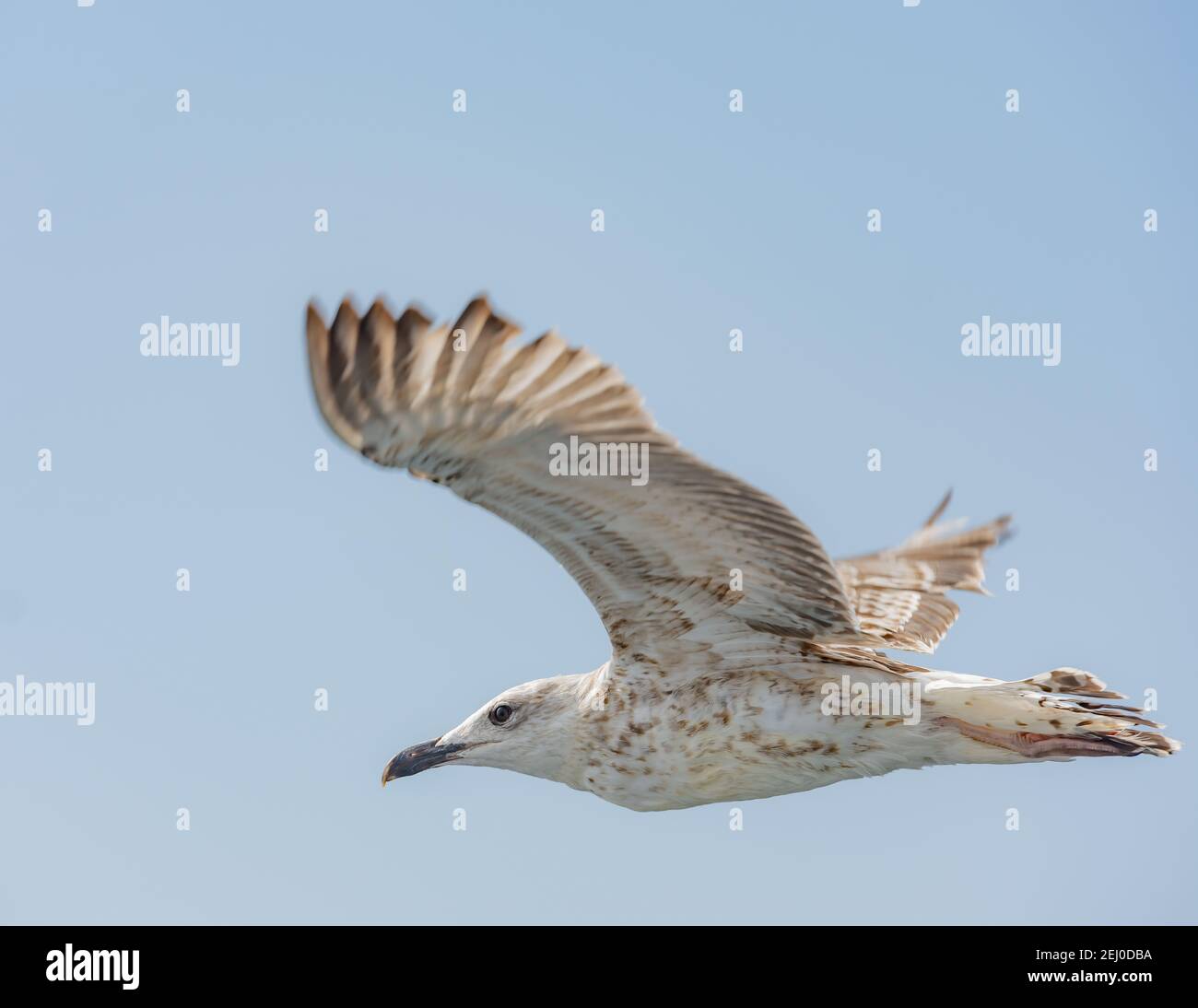Un Seagull Glides alto nel cielo Foto Stock
