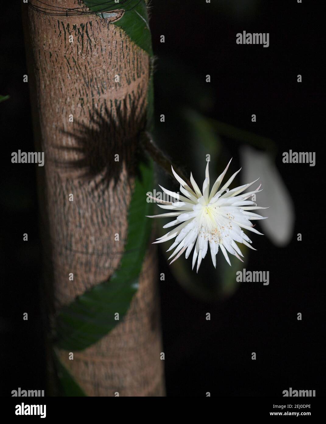 Il raro cactus amazzonico chiamato Moonflower al Giardino Botanico dell'Università di Cambridge fiorisce per quello che i botanici ritengono essere la prima volta nel Regno Unito. Gli esperti hanno tenuto un orologio notturno durante tutta la settimana in modo che non hanno perso la fioritura di Selenicereus wittii - un evento che inizia al tramonto ed è finito dall'alba. Il Moonflower fiorì in realtà prima il sabato pomeriggio intorno alle 15:00, e il giardino disse che era lungo 28 cm. Data immagine: Sabato 20 febbraio 2021. Foto Stock