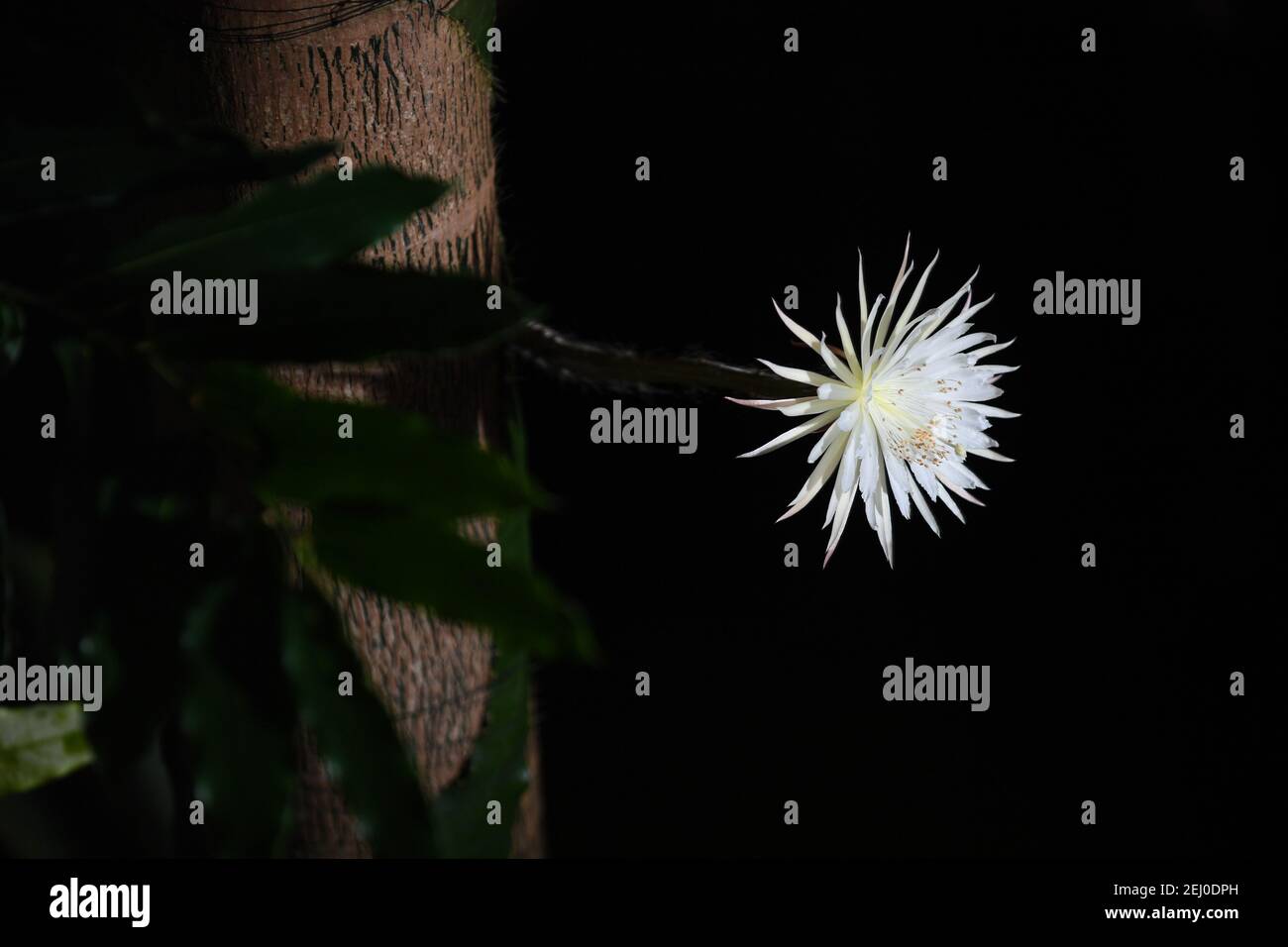 Il raro cactus amazzonico chiamato Moonflower al Giardino Botanico dell'Università di Cambridge fiorisce per quello che i botanici ritengono essere la prima volta nel Regno Unito. Gli esperti hanno tenuto un orologio notturno durante tutta la settimana in modo che non hanno perso la fioritura di Selenicereus wittii - un evento che inizia al tramonto ed è finito dall'alba. Il Moonflower fiorì in realtà prima il sabato pomeriggio intorno alle 15:00, e il giardino disse che era lungo 28 cm. Data immagine: Sabato 20 febbraio 2021. Foto Stock