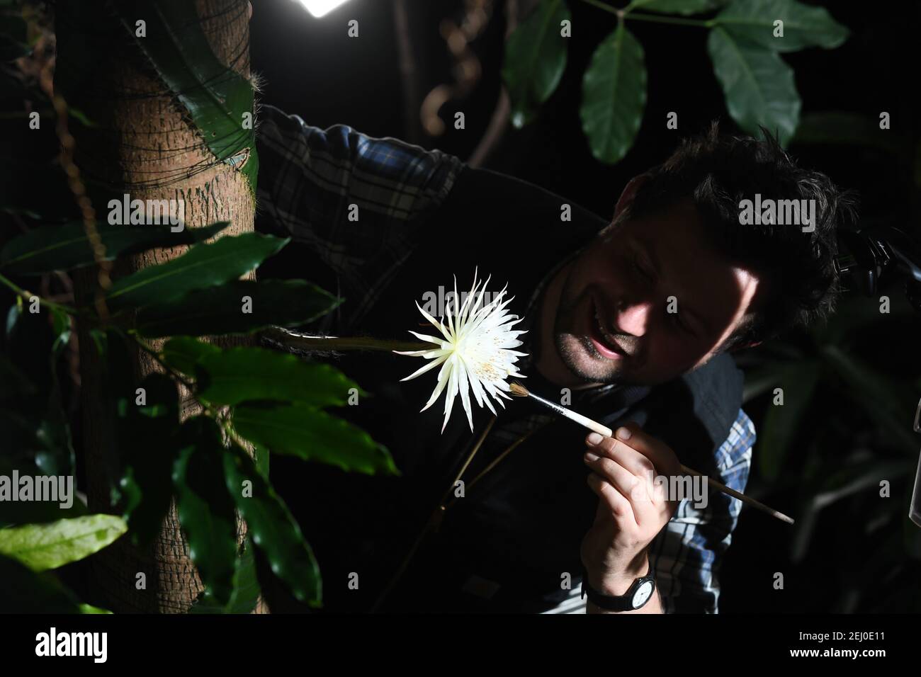 Il supervisore di Glasshouse Alex Summers raro cactus amazzonico ha chiamato il fiore di luna al giardino botanico dell'Università di Cambridge in quanto fiorisce per ciò che i botanici ritengono sia la prima volta nel Regno Unito. Gli esperti hanno tenuto un orologio notturno durante tutta la settimana in modo che non hanno perso la fioritura di Selenicereus wittii - un evento che inizia al tramonto ed è finito dall'alba. Il Moonflower fiorì in realtà prima il sabato pomeriggio intorno alle 15:00, e il giardino disse che era lungo 28 cm. Data immagine: Sabato 20 febbraio 2021. Foto Stock