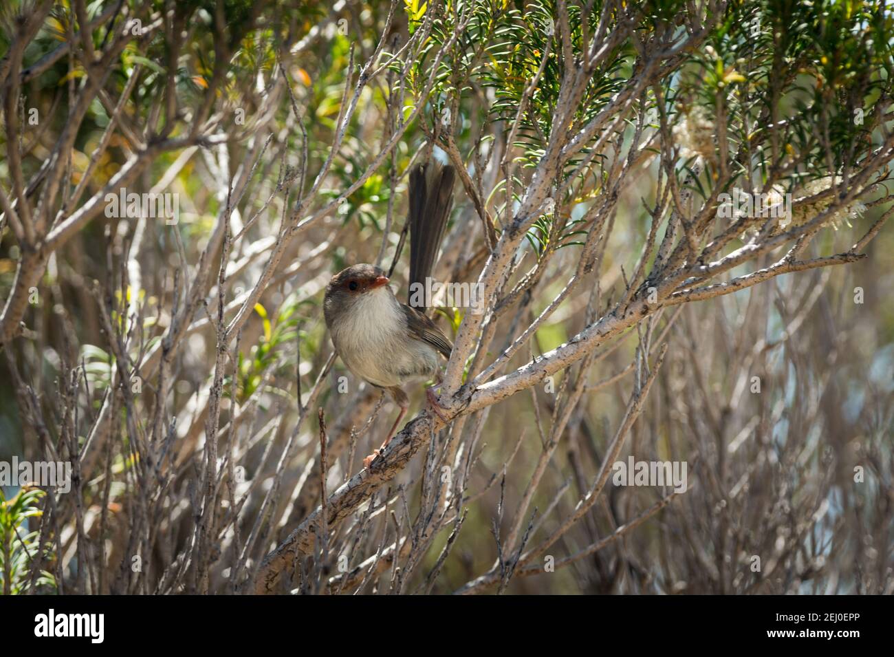 Superb Fairy Wren (Malurus cyaneus), Marks Park, Mackenzies Point, Sydney, nuovo Galles del Sud, Australia. Foto Stock