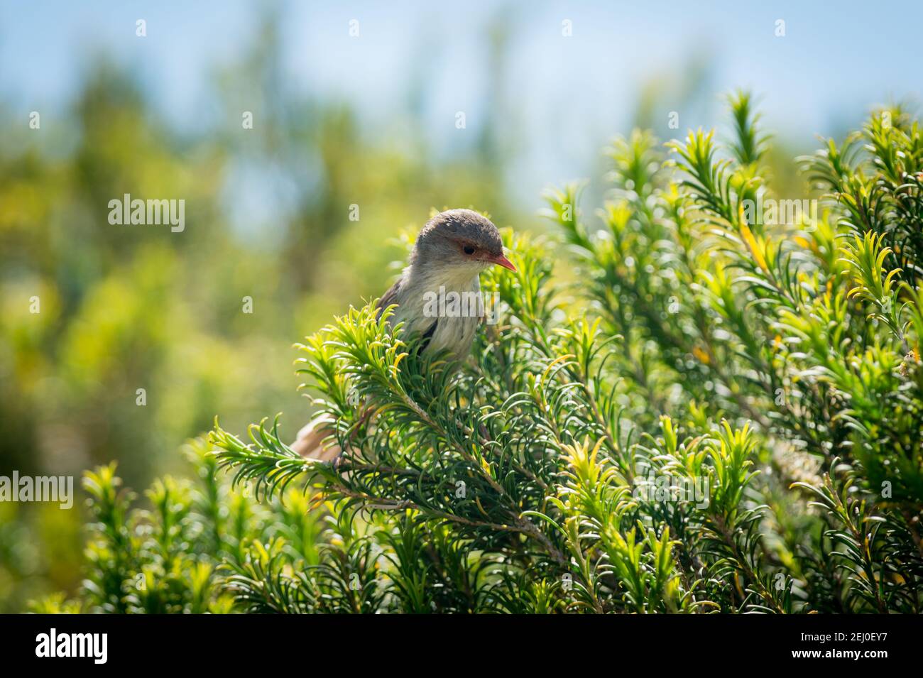 Superb Fairy Wren (Malurus cyaneus), Marks Park, Mackenzies Point, Sydney, nuovo Galles del Sud, Australia. Foto Stock