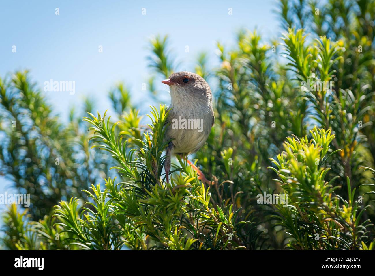 Superb Fairy Wren (Malurus cyaneus), Marks Park, Mackenzies Point, Sydney, nuovo Galles del Sud, Australia. Foto Stock