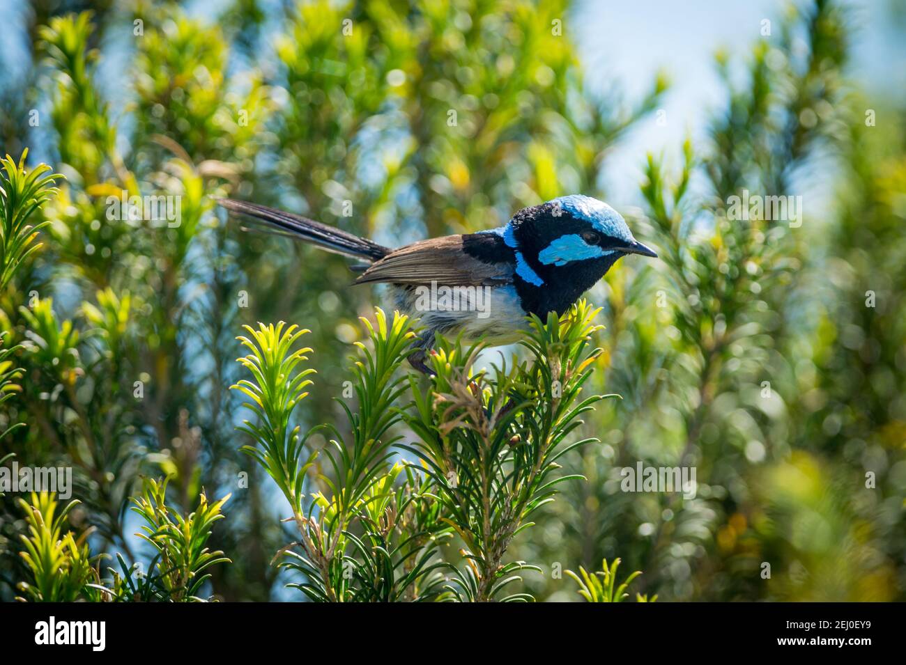 Maschio superbo wren fata (Malurus cyaneus), Marks Park, Mackenzies Point, Sydney, nuovo Galles del Sud, Australia. Foto Stock