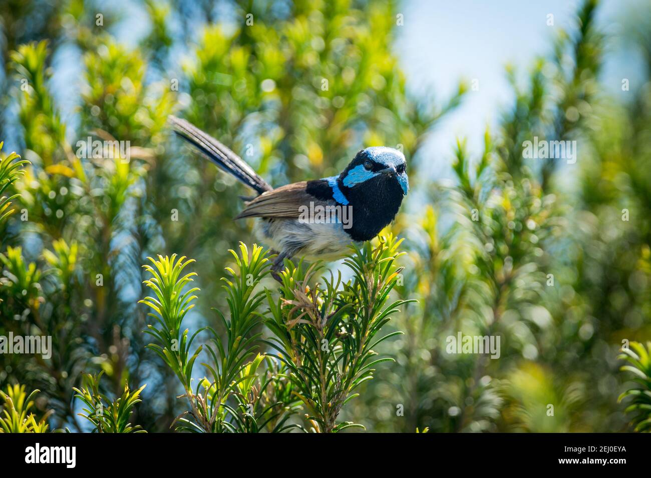 Maschio superbo wren fata (Malurus cyaneus), Marks Park, Mackenzies Point, Sydney, nuovo Galles del Sud, Australia. Foto Stock