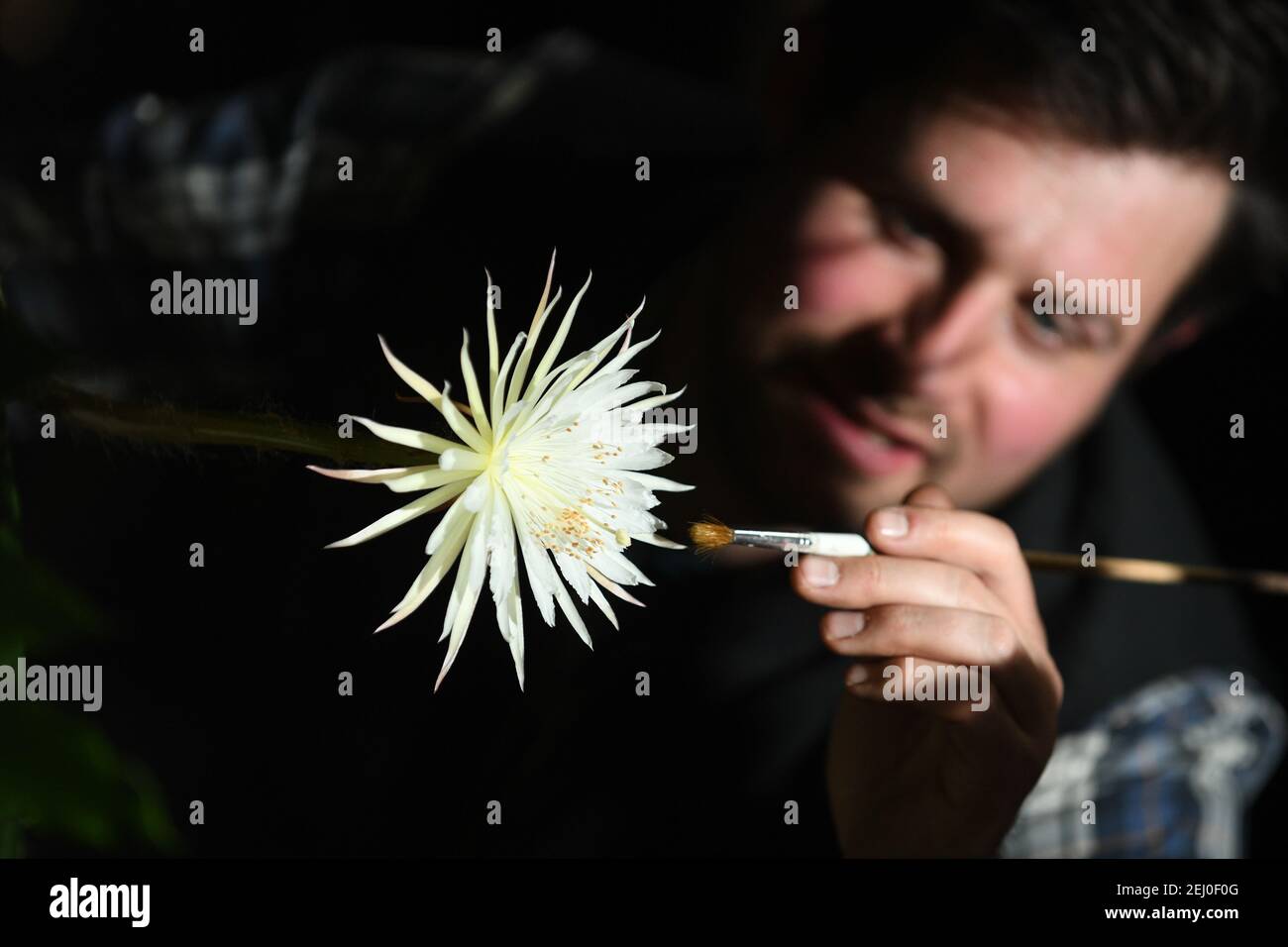 Il supervisore di Glasshouse Alex Summers raro cactus amazzonico ha chiamato il fiore di luna al giardino botanico dell'Università di Cambridge in quanto fiorisce per ciò che i botanici ritengono sia la prima volta nel Regno Unito. Gli esperti hanno tenuto un orologio notturno durante tutta la settimana in modo che non hanno perso la fioritura di Selenicereus wittii - un evento che inizia al tramonto ed è finito dall'alba. Il Moonflower fiorì in realtà prima il sabato pomeriggio intorno alle 15:00, e il giardino disse che era lungo 28 cm. Data immagine: Sabato 20 febbraio 2021. Foto Stock