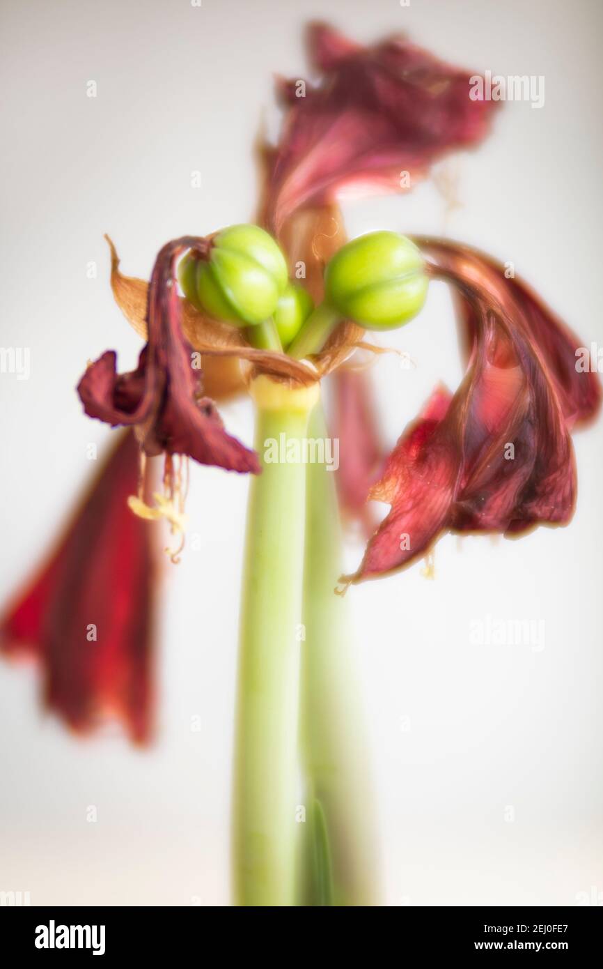 WA19259-00...WASHINGTON - un baccello di semi di Amaryllis che può  svilupparsi dopo che è fatto fiorire se impollinato, fotografato con un  velluto di Lensbaby 85 Foto stock - Alamy