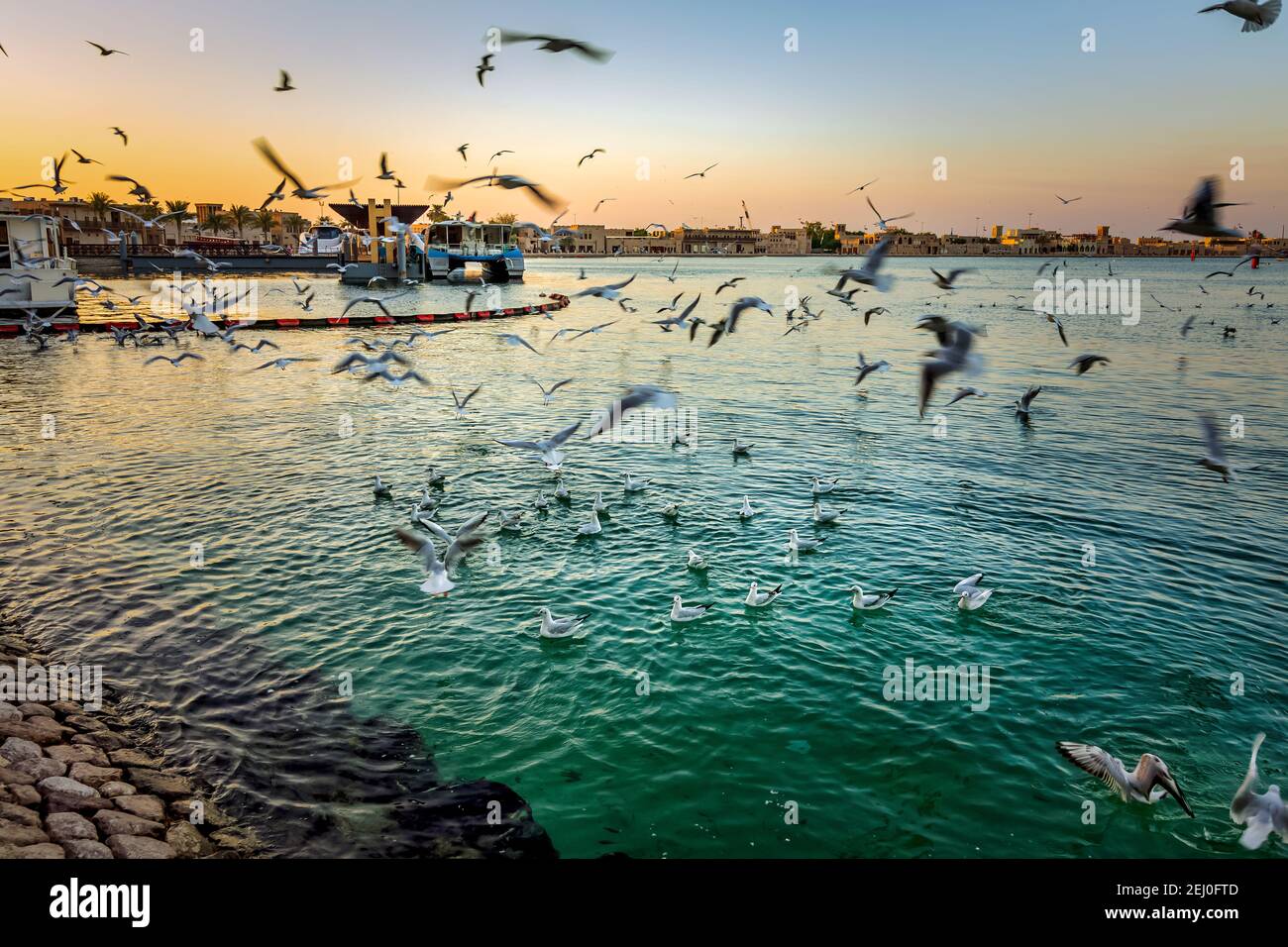 Bellissimo scatto di uccelli di gabbiano sull'acqua blu a Dubai Creek, Emirati Arabi Uniti. Foto Stock