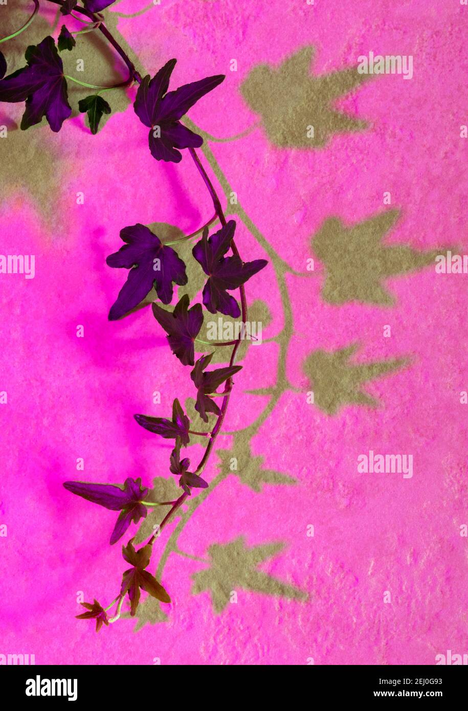 Ivy illuminato da una pianta rosso-blu che cresce luce e la sua ombra sulla parete di pietra. Foto Stock