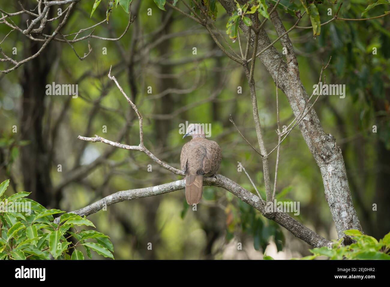 Tartaruga macchiata (Streptopelia chinensis), Narooma, nuovo Galles del Sud, Australia. Foto Stock