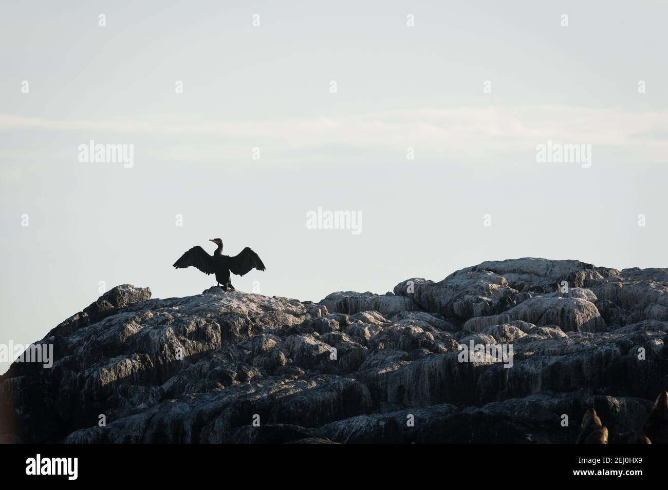 Grande cormorano (Phalacrocorax carbo), Barunguba (Isola di Montague), nuovo Galles del Sud, Australia. Foto Stock